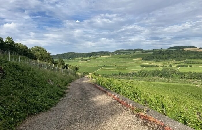 Grevenmacher Wine Trail & Old Town Walk